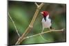 Yellow-billed cardinal-Ken Archer-Mounted Photographic Print