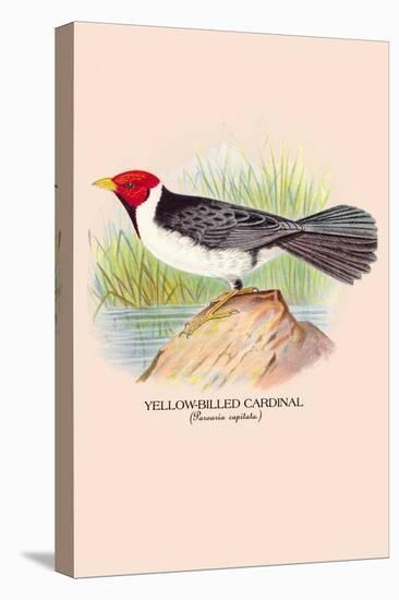 Yellow-Billed Cardinal-Arthur G. Butler-Stretched Canvas