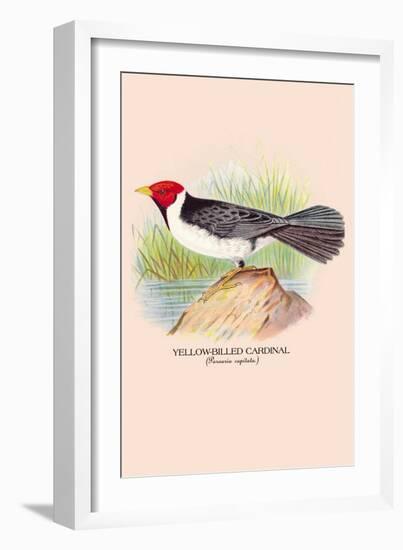 Yellow-Billed Cardinal-Arthur G. Butler-Framed Art Print