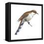 Yellow-Billed Cuckoo (Coccyzus Americanus), Birds-Encyclopaedia Britannica-Framed Stretched Canvas