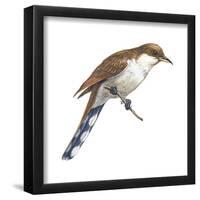 Yellow-Billed Cuckoo (Coccyzus Americanus), Birds-Encyclopaedia Britannica-Framed Poster