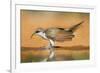 Yellow-Billed Cuckoo (Coccyzus Americanus) Drinking at Pond-Larry Ditto-Framed Photographic Print