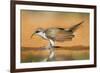 Yellow-Billed Cuckoo (Coccyzus Americanus) Drinking at Pond-Larry Ditto-Framed Photographic Print