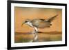 Yellow-Billed Cuckoo (Coccyzus Americanus) Drinking at Pond-Larry Ditto-Framed Photographic Print