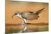 Yellow-Billed Cuckoo (Coccyzus Americanus) Drinking at Pond-Larry Ditto-Mounted Photographic Print