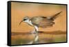 Yellow-Billed Cuckoo (Coccyzus Americanus) Drinking at Pond-Larry Ditto-Framed Stretched Canvas