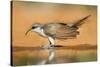 Yellow-Billed Cuckoo (Coccyzus Americanus) Drinking at Pond-Larry Ditto-Stretched Canvas