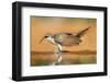 Yellow-Billed Cuckoo (Coccyzus Americanus) Drinking at Pond-Larry Ditto-Framed Photographic Print
