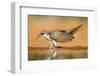 Yellow-Billed Cuckoo (Coccyzus Americanus) Drinking at Pond-Larry Ditto-Framed Photographic Print