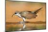 Yellow-Billed Cuckoo (Coccyzus Americanus) Drinking at Pond-Larry Ditto-Mounted Photographic Print