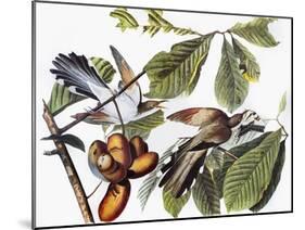 Yellow-Billed Cuckoo-John James Audubon-Mounted Giclee Print