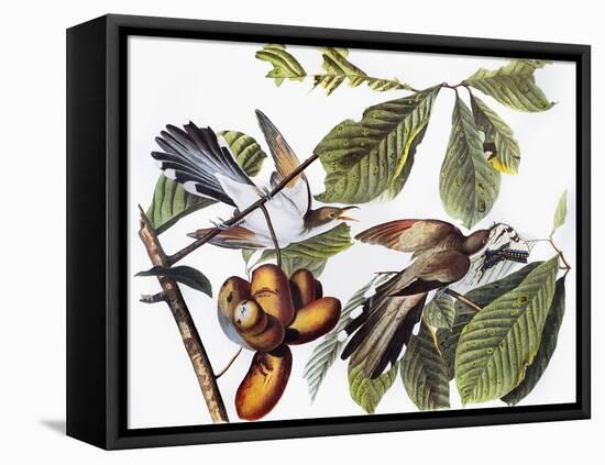 Yellow-Billed Cuckoo-John James Audubon-Framed Stretched Canvas