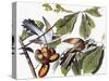 Yellow-Billed Cuckoo-John James Audubon-Stretched Canvas