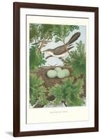 Yellow-Billed Cuckoo-null-Framed Art Print