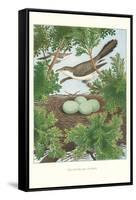 Yellow-Billed Cuckoo-null-Framed Stretched Canvas