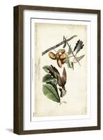 Yellow-billed Cuckoo-John James Audubon-Framed Art Print