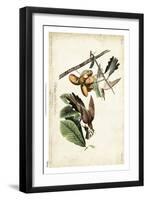 Yellow-billed Cuckoo-John James Audubon-Framed Art Print