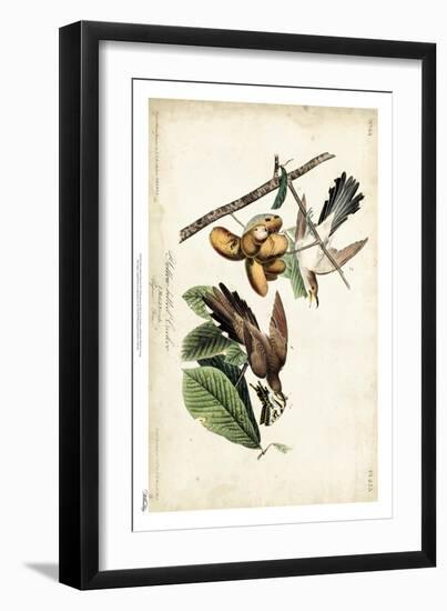 Yellow-billed Cuckoo-John James Audubon-Framed Art Print