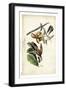 Yellow-billed Cuckoo-John James Audubon-Framed Art Print