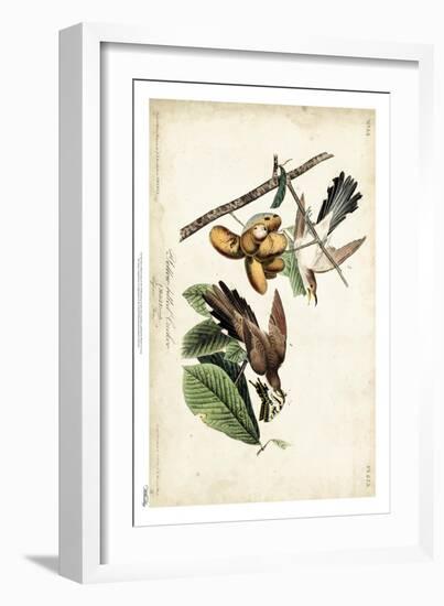 Yellow-billed Cuckoo-John James Audubon-Framed Art Print