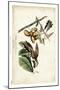 Yellow-billed Cuckoo-John James Audubon-Mounted Art Print