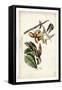 Yellow-billed Cuckoo-John James Audubon-Framed Stretched Canvas