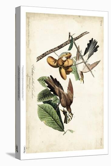 Yellow-billed Cuckoo-John James Audubon-Stretched Canvas