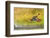 Yellow-Billed Duck Taking off from Water, South Africa-JMx Images-Framed Photographic Print