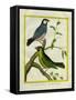 Yellow-Billed Grosbeak and Yellow-Green Grosbeak-Georges-Louis Buffon-Framed Stretched Canvas