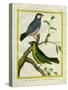 Yellow-Billed Grosbeak and Yellow-Green Grosbeak-Georges-Louis Buffon-Stretched Canvas