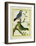 Yellow-Billed Grosbeak and Yellow-Green Grosbeak-Georges-Louis Buffon-Framed Giclee Print