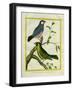 Yellow-Billed Grosbeak and Yellow-Green Grosbeak-Georges-Louis Buffon-Framed Giclee Print