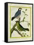 Yellow-Billed Grosbeak and Yellow-Green Grosbeak-Georges-Louis Buffon-Framed Stretched Canvas