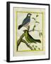Yellow-Billed Grosbeak and Yellow-Green Grosbeak-Georges-Louis Buffon-Framed Giclee Print