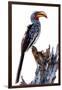 Yellow billed hornbill, Botswana, Africa-Karen Deakin-Framed Photographic Print