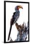 Yellow billed hornbill, Botswana, Africa-Karen Deakin-Framed Photographic Print