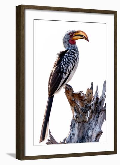 Yellow billed hornbill, Botswana, Africa-Karen Deakin-Framed Photographic Print