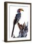 Yellow billed hornbill, Botswana, Africa-Karen Deakin-Framed Photographic Print