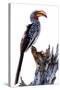 Yellow billed hornbill, Botswana, Africa-Karen Deakin-Stretched Canvas