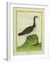 Yellow-Billed Loon-Georges-Louis Buffon-Framed Giclee Print