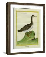 Yellow-Billed Loon-Georges-Louis Buffon-Framed Giclee Print