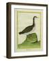 Yellow-Billed Loon-Georges-Louis Buffon-Framed Giclee Print