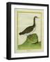 Yellow-Billed Loon-Georges-Louis Buffon-Framed Giclee Print