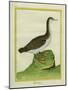 Yellow-Billed Loon-Georges-Louis Buffon-Mounted Giclee Print