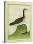 Yellow-Billed Loon-Georges-Louis Buffon-Stretched Canvas