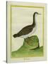 Yellow-Billed Loon-Georges-Louis Buffon-Stretched Canvas