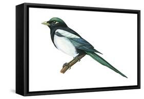 Yellow-Billed Magpie (Pica Nutalli), Birds-Encyclopaedia Britannica-Framed Stretched Canvas