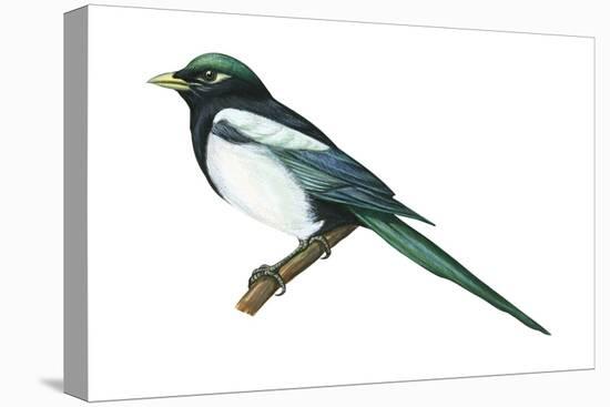 Yellow-Billed Magpie (Pica Nutalli), Birds-Encyclopaedia Britannica-Stretched Canvas