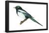 Yellow-Billed Magpie (Pica Nutalli), Birds-Encyclopaedia Britannica-Framed Poster