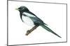 Yellow-Billed Magpie (Pica Nutalli), Birds-Encyclopaedia Britannica-Mounted Poster